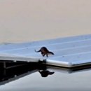 탄금호국제조정경기장 보트하우스 | 탄금호에 깜짝 손님, “수달과 함께 숨 쉬는 생태도시 충주”