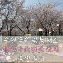 수원 벚꽃 숨은 명소 골든 다육 축제 다녀왔어요