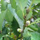 꿀벌농장 이미지