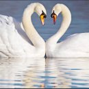 미운오리새끼 이미지