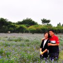 국화목장 이미지