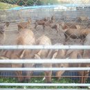 청송사슴농장 이미지