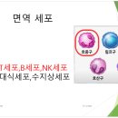 암 치료 과정에서 환자의 면역 체계 회복과 관리 이미지