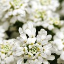 이베리스 이미지