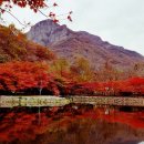 단풍