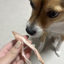 마이 비러브드 퍼피 이미지