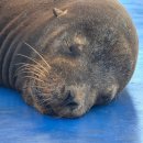 촌할인마트 | 신혼여행 16일차(촌마을 이사벨라)