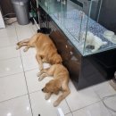 러브미독 | 인천강아지분양 '러브미독' 건강하고 예쁜 아이들이 많은 곳