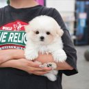 대실역남로4길 | 상주강아지분양 직접 다녀온 후기, 테디럽에서 느낀 차이