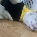 꿀벌상가 이미지