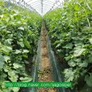 사석농장 이미지