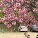 11500-19-80-04 | 하남 미사경정공원 겹벚꽃 실시간 26. 04. 17 개화 상황 꿀팁