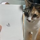 [반려동물 도장] ‘새론봄’ 고양이 도장 후기🐱💖