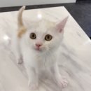 제이제이캣 이미지