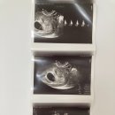 6주차 임신 극초기 증상, 김포 보건소 임산부 등록 및 뱃지 받기
