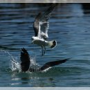 태백목장 이미지