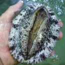 전복총각 이미지