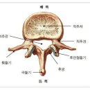 횡돌기와 극돌기 이미지