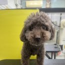 댕곤댕곤 이미지