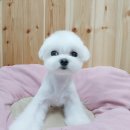 셀럽몽 이미지