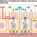 변비에 적용하는 한약제제 1. 무기력하고 아랫배의 긴장도가 떨어지는 환자에게 적용하는 처방 (2) 계지가작약탕가촉초인삼탕(桂枝加芍藥湯加 이미지