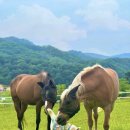 제이위드 이미지