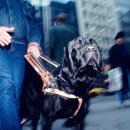 멍멍선생 이미지