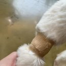 우리애동물병원 | 4살 배추, 중성화 수술을 하다.