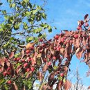 다운타운 이미지