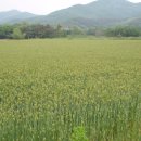 청보리축산 이미지