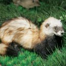 솔롱고스 이미지