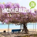 어촌체험마을 | 남해 냉천어촌체험마을 등나무 스팟 개화상황 경남 남해여행