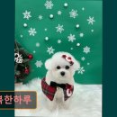 댕복한하루 이미지