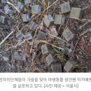 "산책하다 발견하면 절대 만지지 마세요"..서울시 신신당부한 '이것'의 정체 이미지