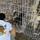 데려가시개 이미지