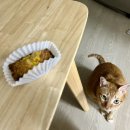 옥쓔타코 이미지