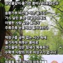 칡넝쿨같이 줄기찬 봄비 이미지