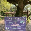 모구리야영장(가족영지) | [제주오름] 모구리 오름 다녀온 후기 (1.73km, 43분)