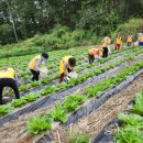 영농조합법인 나눔농장 이미지