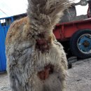 도로시지켜줄개 이미지