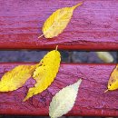 청량산 임도2 이미지