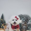 그루미뇽 이미지