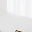 김밥옆구리 | 김밥 옆구리 터짐 해방! 초보자도 1분 완성 김밥말이틀 사용법과 추천 이유