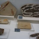 덕소자연사박물관 이미지