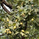 유화청과 이미지