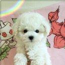 드림독 강아지분양 안심분양센터 인천점 이미지