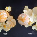 미래향 - 강남구 도곡로 443 | 미래향