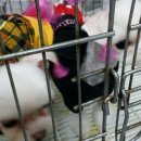 여시코빼기 이미지