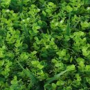 파인포유 이미지