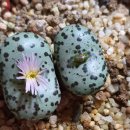 스테이너와 이미지